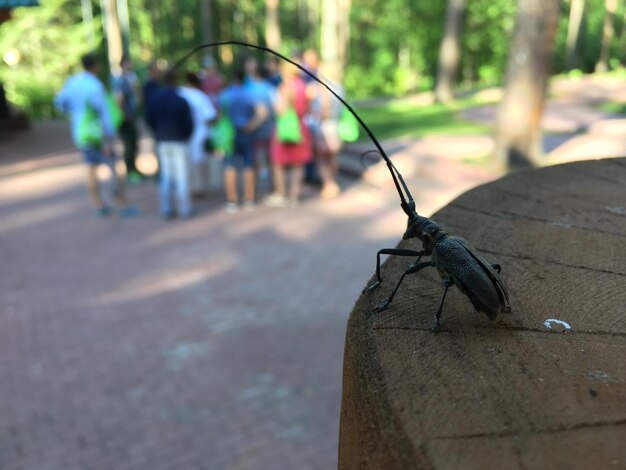 Photo vue rapprochée d'un insecte sur le bois en ville