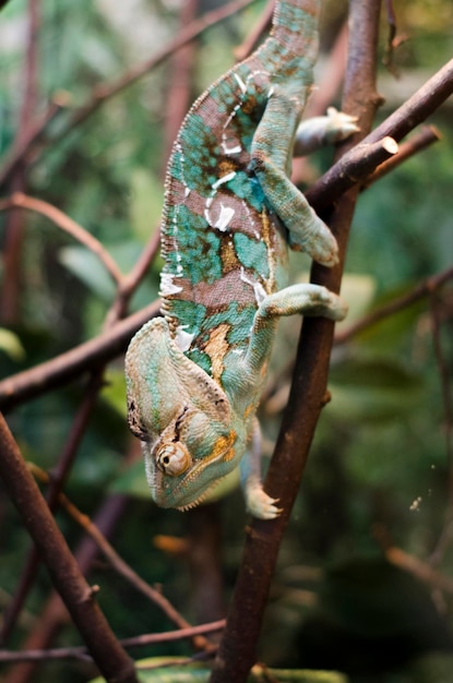 Photo vue rapprochée d'un insecte sur une branche