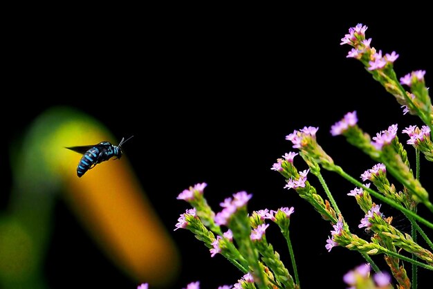 Vue rapprochée d'un insecte buzzant devant des fleurs