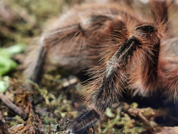 Photo vue rapprochée d'un insecte sur un champ