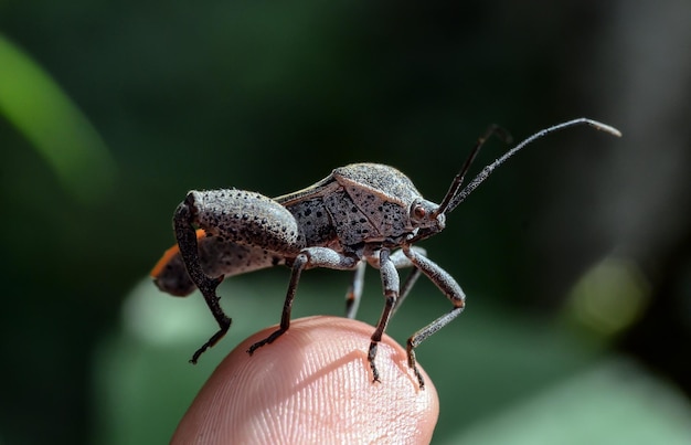 Vue rapprochée de l'insecte sur le doigt coupé