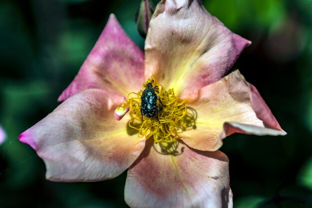 Vue rapprochée d'un insecte sur une fleur en fleur dans un parc