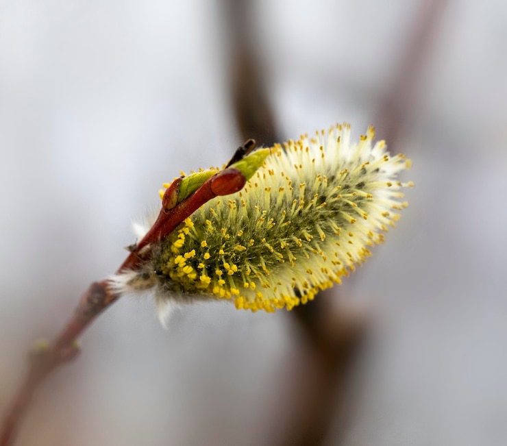 Photo vue rapprochée d'un insecte sur une fleur de saule en avril