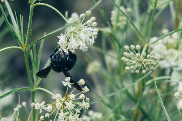 Photo vue rapprochée d'un insecte sur des fleurs blanches