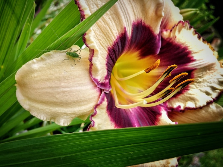 Photo vue rapprochée d'un insecte sur un lis de jour dans un parc