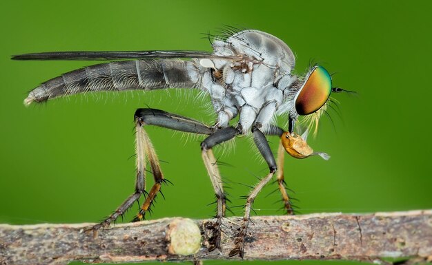 Photo vue rapprochée d'un insecte sur le mur