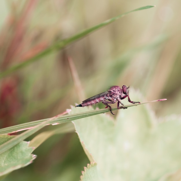 Photo vue rapprochée d'un insecte perché sur une plante