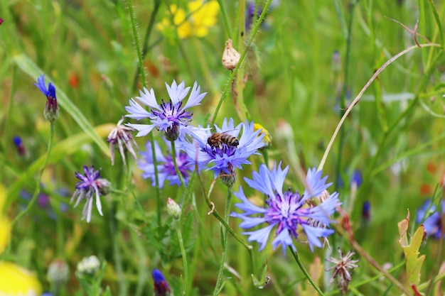 Photo vue rapprochée d'un insecte sur une plante à fleurs violettes