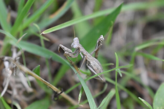 Photo vue rapprochée d'un insecte sur une plante