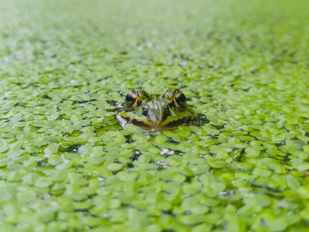 Photo vue rapprochée d'un insecte sur une plante