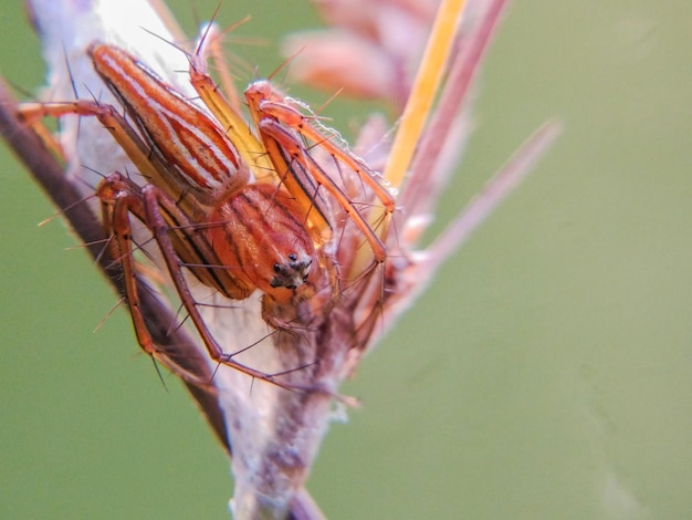 Vue rapprochée d'un insecte sur une plante