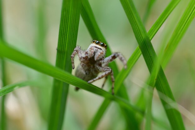 Photo vue rapprochée d'un insecte sur une plante