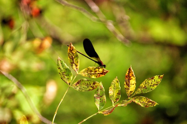 Vue rapprochée d'un insecte sur une plante