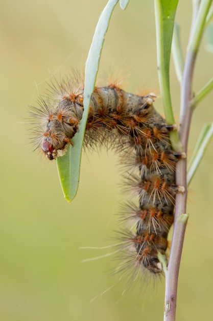 Photo vue rapprochée d'un insecte sur une plante