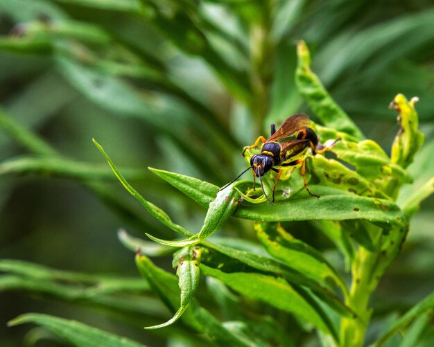 Vue rapprochée d'un insecte sur une plante