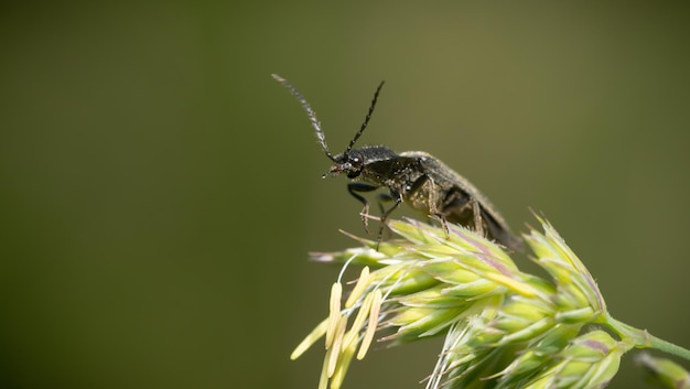 Photo vue rapprochée d'un insecte sur une plante