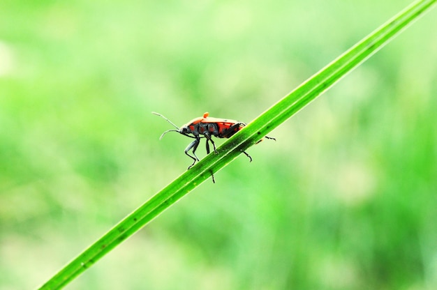 Vue rapprochée d'un insecte sur une plante