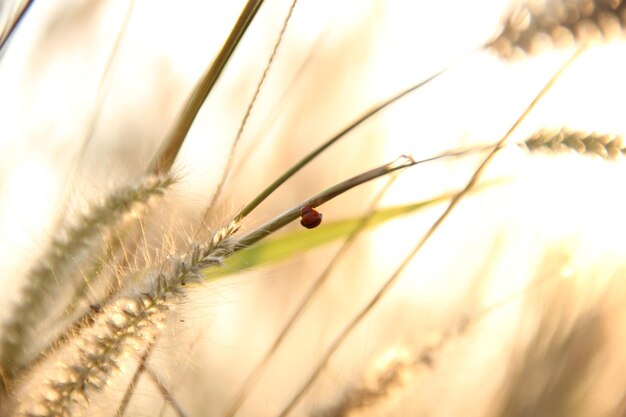 Photo vue rapprochée d'un insecte sur une plante