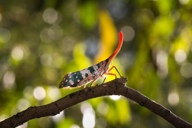 Photo vue rapprochée d'un insecte sur une plante