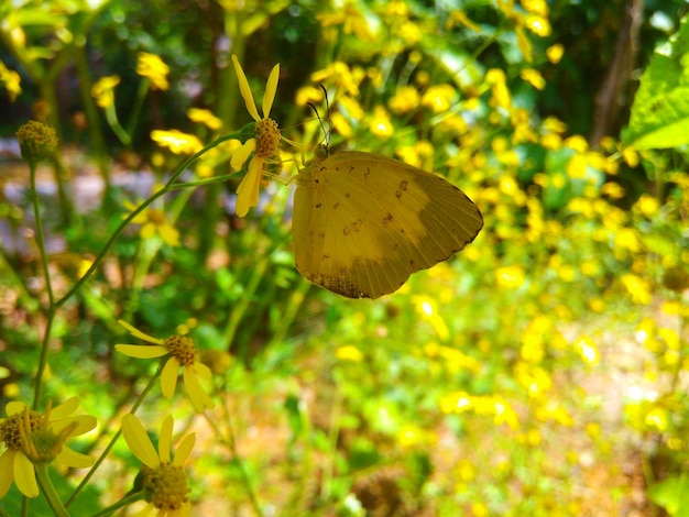 Photo vue rapprochée d'un insecte sur une plante