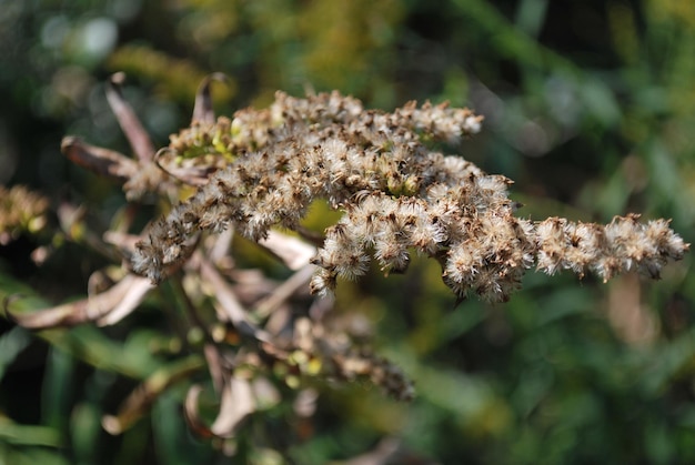 Vue rapprochée d'un insecte sur une plante