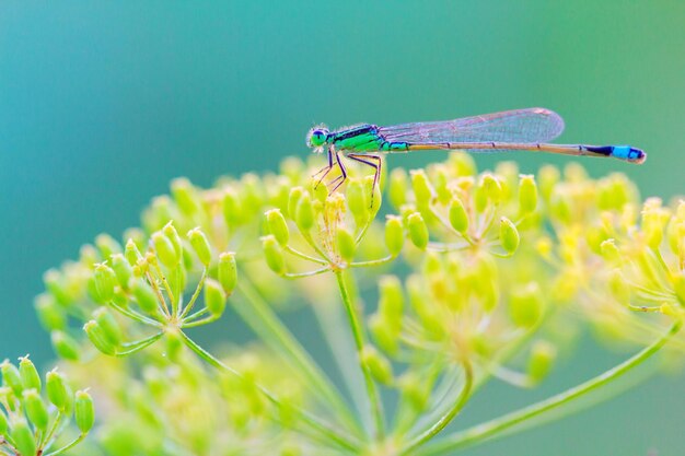 Vue rapprochée d'un insecte sur une plante