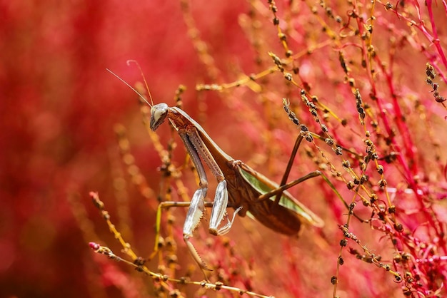 Photo vue rapprochée d'un insecte sur une plante