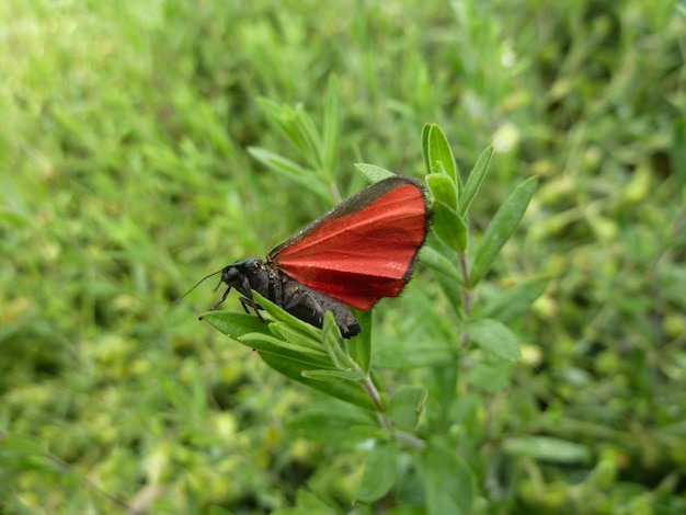 Vue rapprochée d'un insecte sur une plante