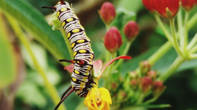 Photo vue rapprochée d'un insecte sur une plante