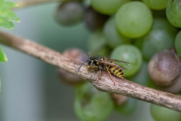 Photo vue rapprochée d'un insecte sur une plante