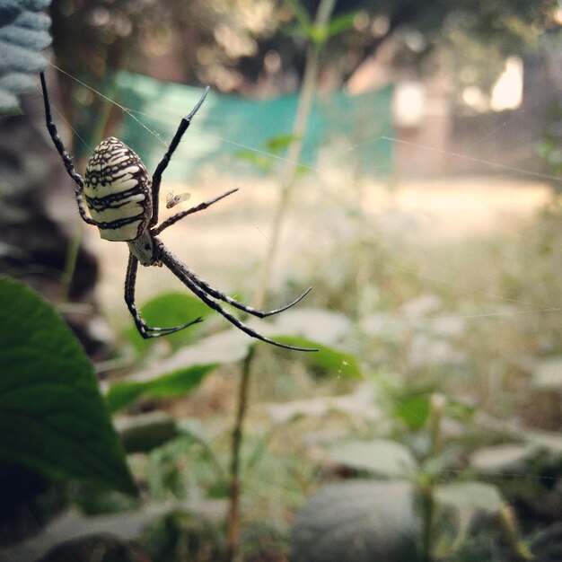 Photo vue rapprochée d'un insecte sur une plante