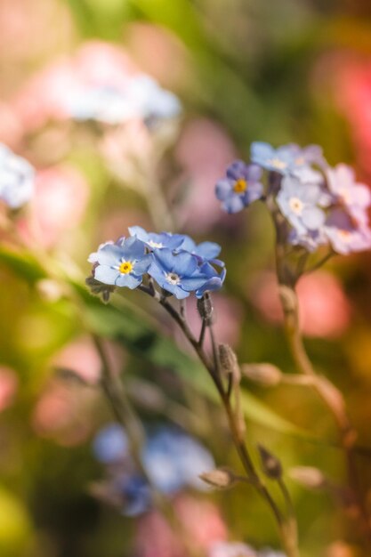 Photo vue rapprochée d'un insecte sur une plante