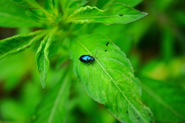 Photo vue rapprochée d'un insecte sur une plante