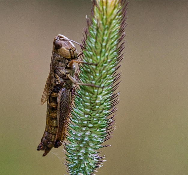 Photo vue rapprochée d'un insecte sur une plante