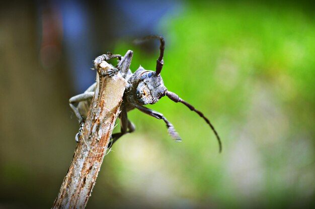 Vue rapprochée de l'insecte sur la plante