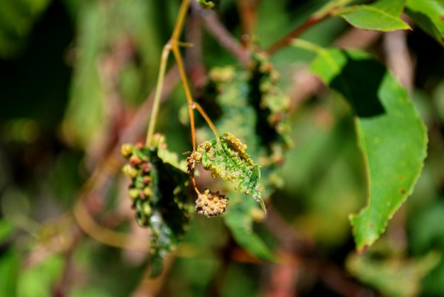 Photo vue rapprochée d'un insecte sur une plante