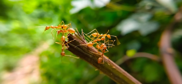 Vue rapprochée d'un insecte sur une plante