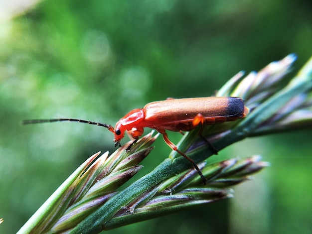 Photo vue rapprochée d'un insecte sur une plante