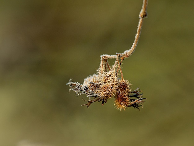 Vue rapprochée d'un insecte sur une plante