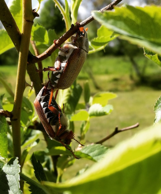 Photo vue rapprochée d'un insecte sur une plante