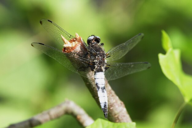 Photo vue rapprochée d'un insecte sur une plante