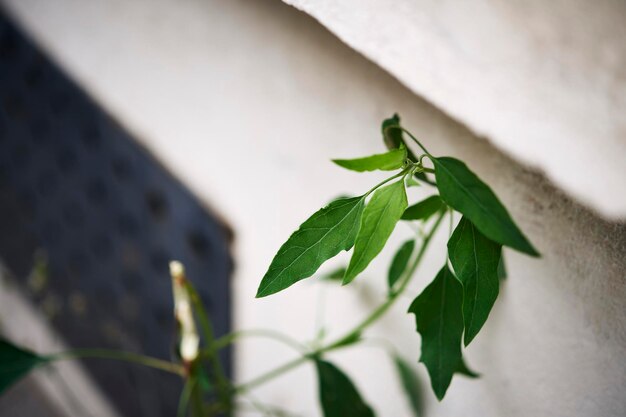 Photo vue rapprochée d'un insecte sur une plante