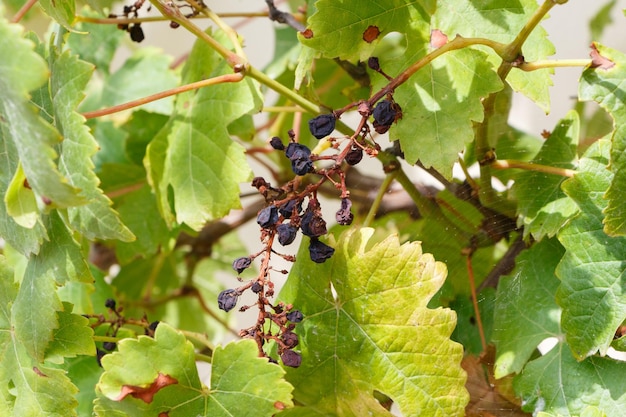 Vue rapprochée d'un insecte sur une plante