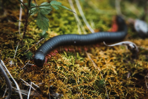 Vue rapprochée d'un insecte rampant sur le champ