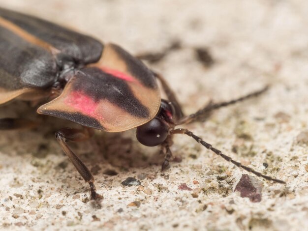 Photo vue rapprochée d'un insecte sur le sol