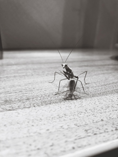 Photo vue rapprochée d'un insecte sur le sol