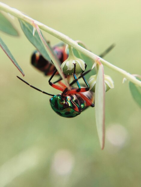 Vue rapprochée d'un insecte suspendu