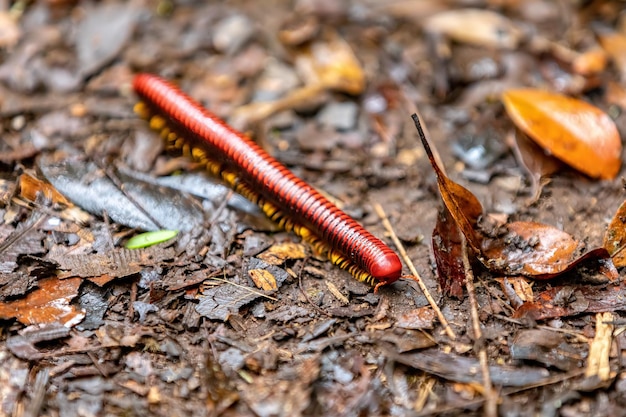 Vue rapprochée d'un insecte sur le terrain