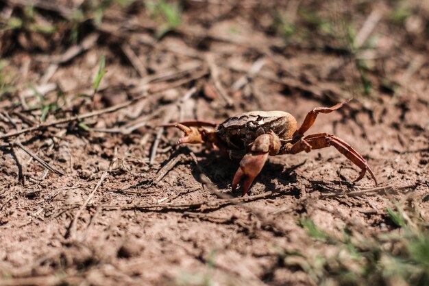 Vue rapprochée d'un insecte sur terre