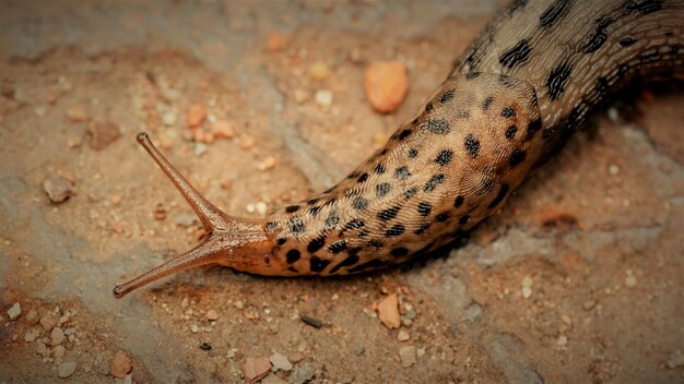 Photo vue rapprochée d'un insecte sur terre